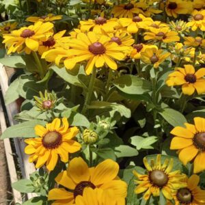 Rudbeckia