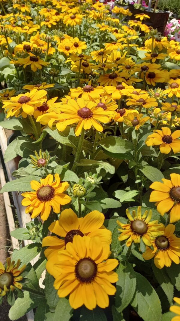 Rudbeckia