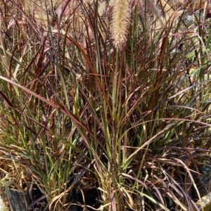 Pennisetum Morado