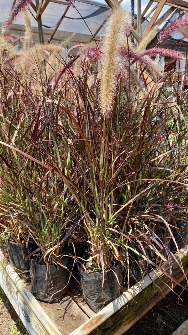 Pennisetum Morado