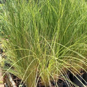 Pennisetum
