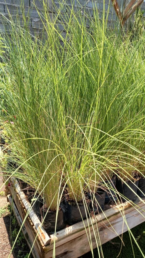 Pennisetum