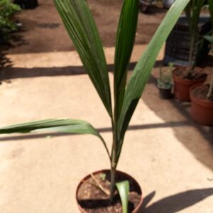Palmera coco plumosa