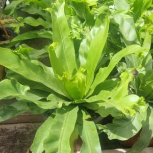 Helecho Asplenium Mac 14