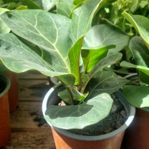Ficus Lyrata M13
