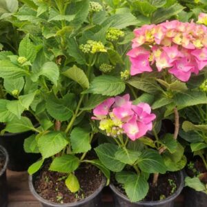 Hortensia M14