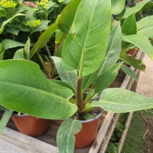 Philodendro Princes Green