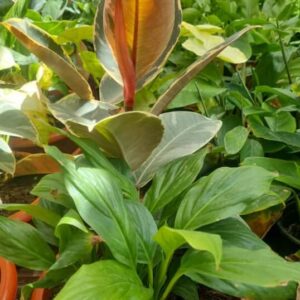 Arreglo en paila (Gomero Tineke - Spatifilium)