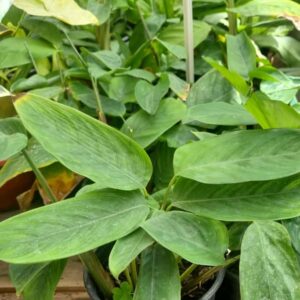 Maranta Mac Negro N13