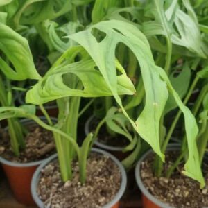 Philodendro Oblicuo M13